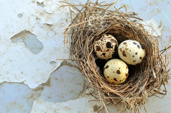 Drie eieren in een nest van de vogel — Stockfoto