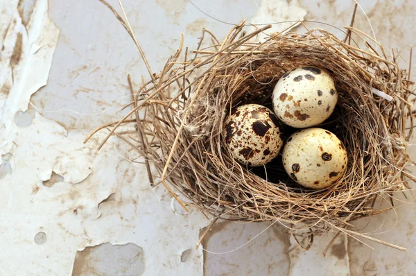 Drei Eier im Vogelnest — Stockfoto