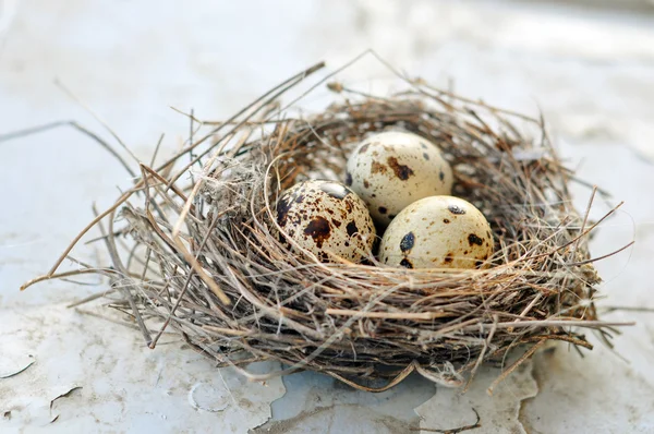 Three eggs in a bird nest — Stock Photo, Image