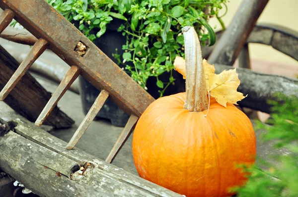 Petite citrouille en plein air — Photo