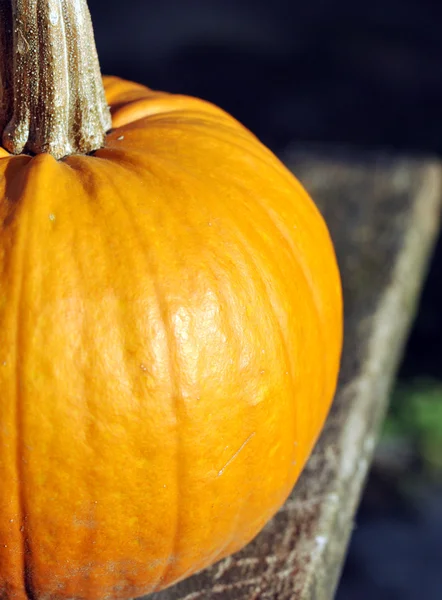 Small pumpkin outdoors — Stock Photo, Image