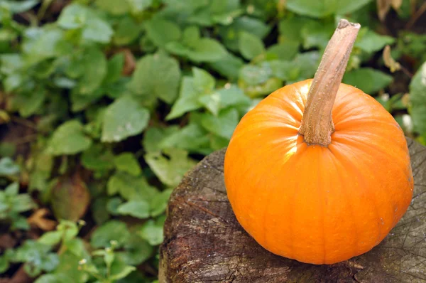 Small pumpkin outdoors — Stock Photo, Image