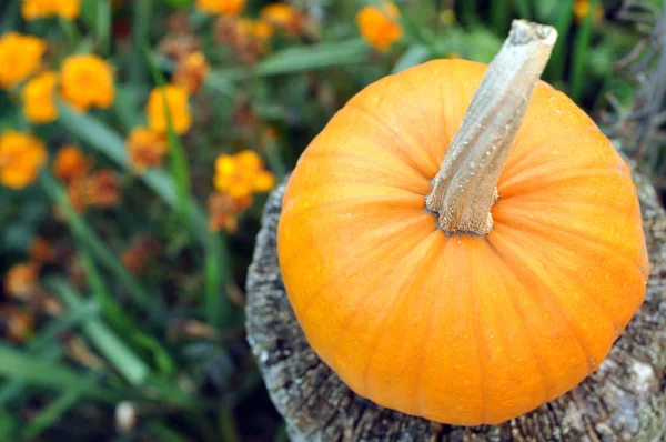 Small pumpkin outdoors — Stock Photo, Image