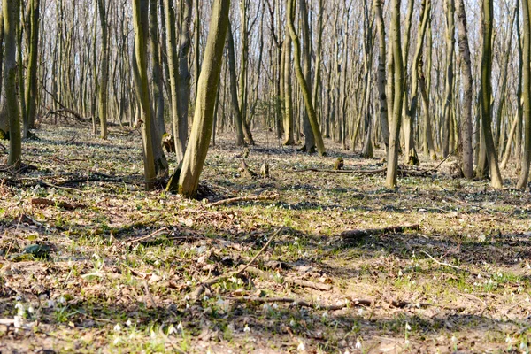 Hermoso bosque a principios de primavera — Foto de Stock