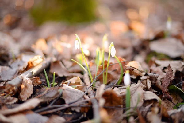 Beautiful snowdrops (Galanthus Nivalis L.) in the forest — Stock Photo, Image