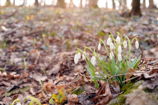 Beautiful snowdrops (Galanthus Nivalis L.) in the forest — Stock Photo, Image