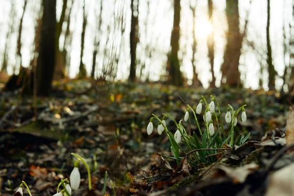 Beautiful snowdrops (Galanthus Nivalis L.) in the forest — Stock Photo, Image