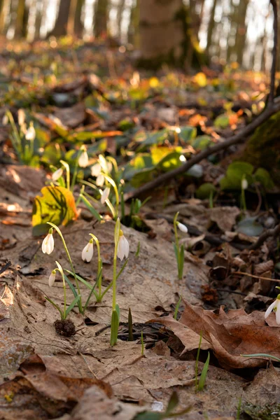 Krásný sněženky (Galanthus Nivalis L.) v lese — Stock fotografie