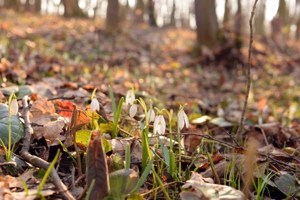 Beautiful snowdrops (Galanthus Nivalis L.) in the forest — Stock Photo, Image