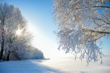 Buzlu ağaçlarla güzel kış manzarası