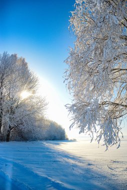 Buzlu ağaçlarla güzel kış manzarası