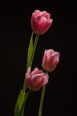 Muhteşem Lale çiçek