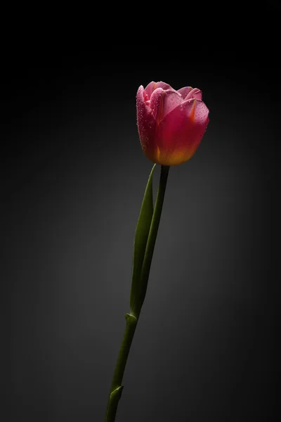 Magnifika tulip flower — Stockfoto