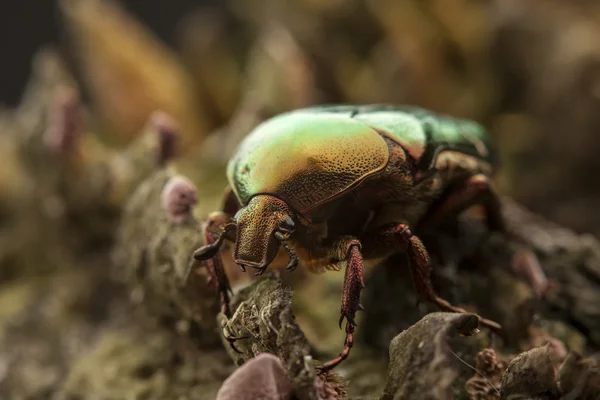 Bug de Cetonia aurata — Photo