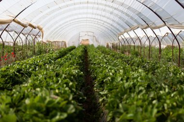 Culture in a greenhouse strawberry clipart