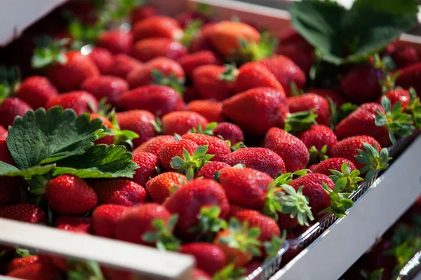 Fresh strawberries — Stock Photo, Image