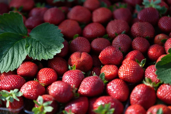 Fragole fresche — Foto Stock