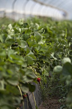 Sera çilek kültür