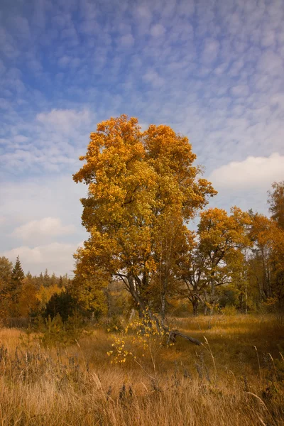 Golden autumn time — Stock Photo, Image