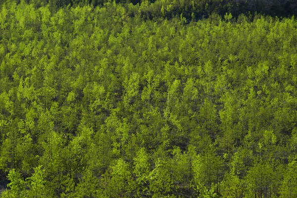 Kiefernwald im verlassenen Steinbruch — Stockfoto