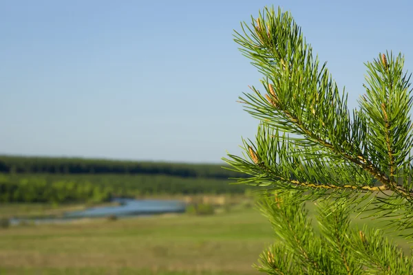 Rami di abete verde o pino — Foto Stock