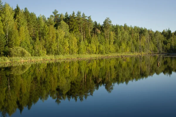 Dia de verão em um lago da floresta — Fotografia de Stock