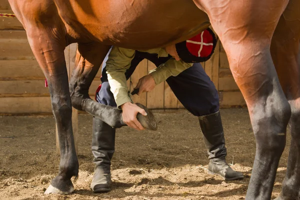 Cossack grooming horse in the stall — Stock Photo, Image