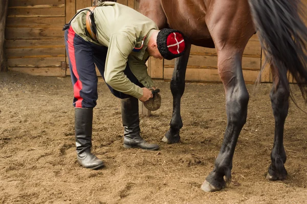 Cossack grooming horse in the stall — Stock Photo, Image