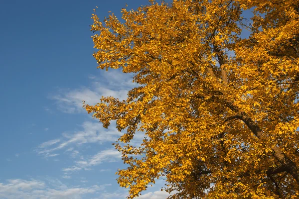 Otoño dorado —  Fotos de Stock