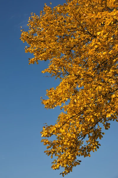 Golden autumn time Stock Photo