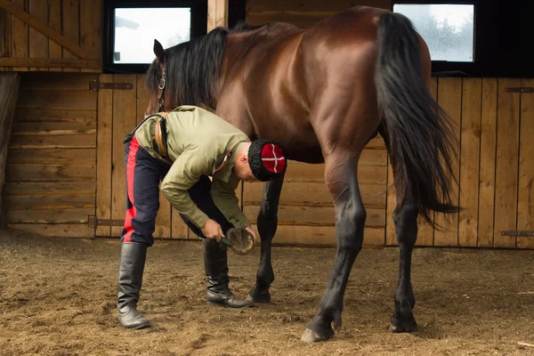 Cossack grooming horse in the stall — Stock Photo, Image