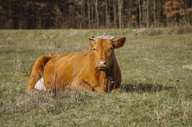 Alanında otlatma inek