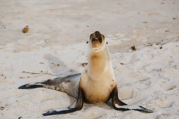 在 Hermosa 海滩上休息的海狮幼崽 — 图库照片