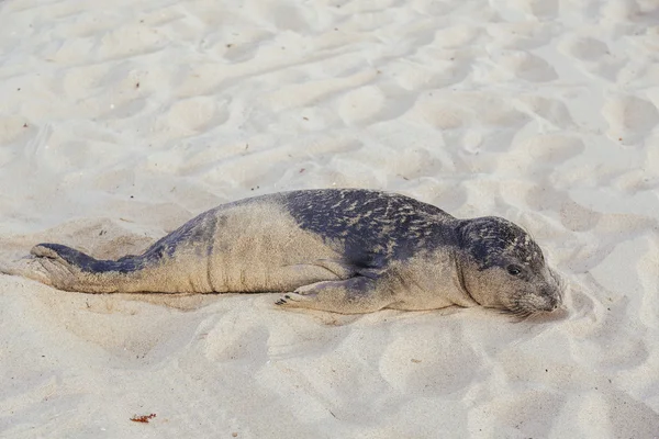 Filhote de foca descansando na praia da Hermosa — Fotografia de Stock