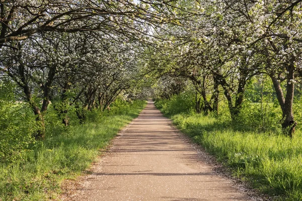 Patika geçişi ile zemin yol ve elma ağacı çiçeği Telifsiz Stok Fotoğraflar