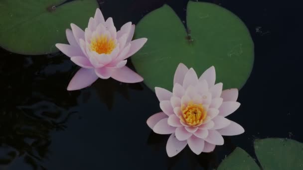 Två rosa nymphaea blommor på dammens yta — Stockvideo