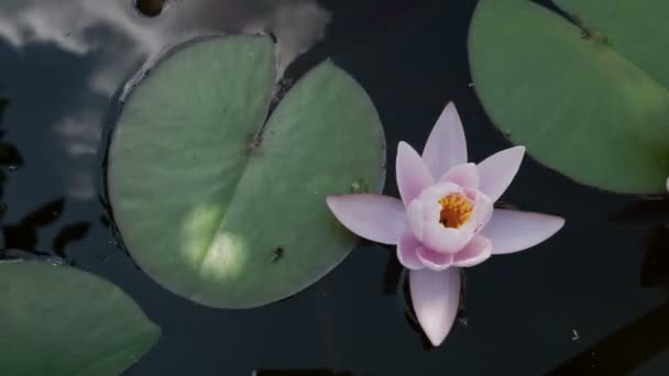 Rosa ninfa flores apertura rápida con reflejo del cielo, timelapse — Vídeos de Stock