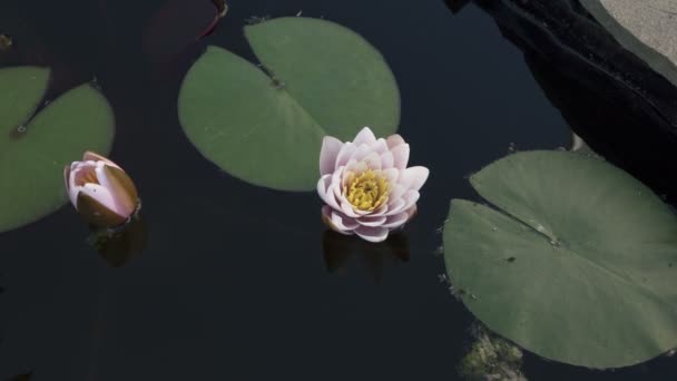 Roze nymphaea bloemen snelle opening met hemel reflectie, timelapse — Stockvideo