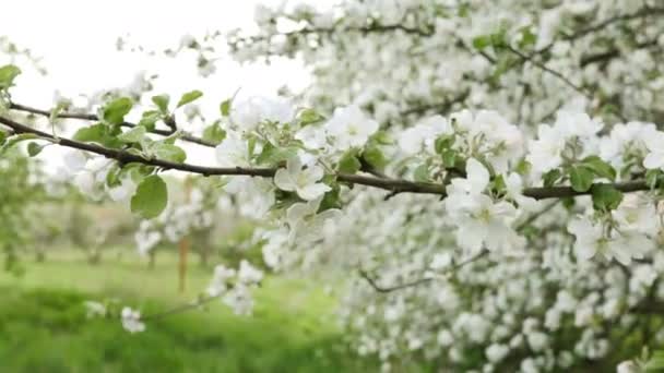 Apfelbaumblüten auf Ast und Baum in Blüte — Stockvideo