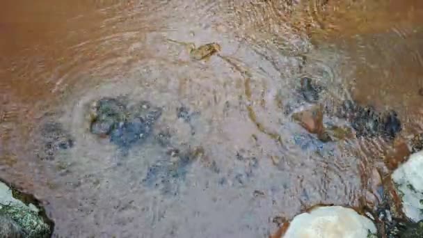 Piscina termale Caldeira Velha, isola di Sao Miguel nelle Azzorre, Portogallo — Video Stock