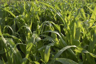 Yeşil Mısır alan gün batımında