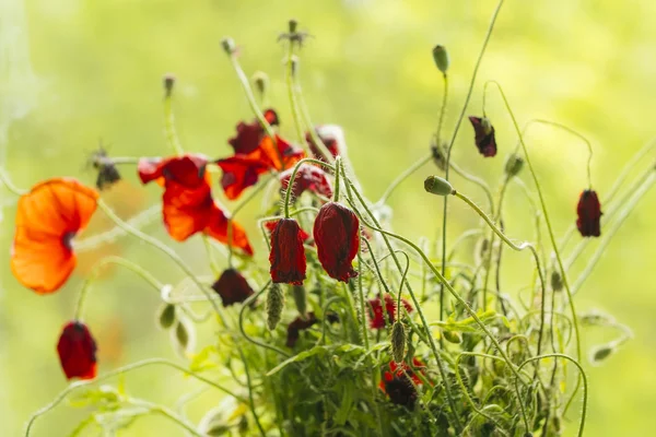 Vissnade vallmo blommor — Stockfoto