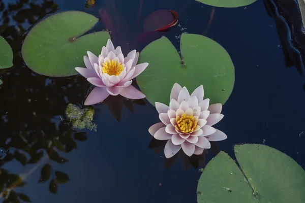 Ninfeia rosa flores com reflexo do céu Fotos De Bancos De Imagens