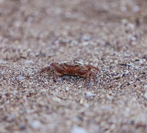 Cangrejo en la playa, vista de cerca Imagen de stock