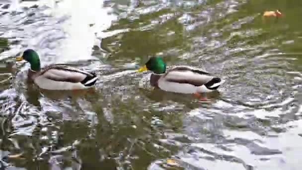 Wild ducks swimming on the river — Stock Video