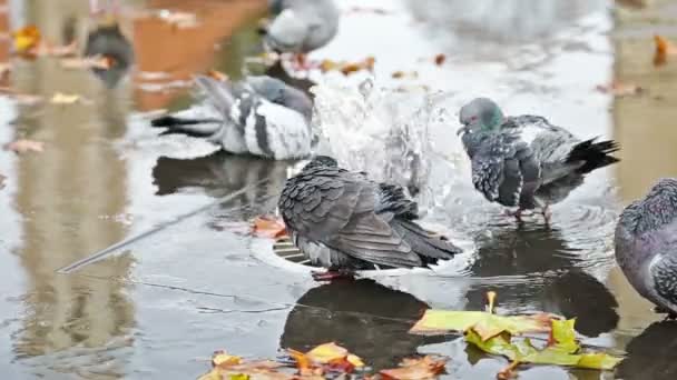 Grey doves near fountain, townhall reflection and autumn leaves — Stock Video