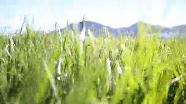 Caméra se déplaçant à travers l'herbe verte dans les Alpes — Video