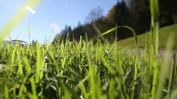Camera beweegt door groen gras in de bergen van de Alpen — Stockvideo