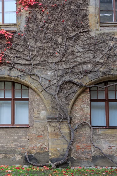 カラフルなブドウの木と紅葉の家の壁 — ストック写真