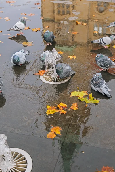 Grey doves near fountain, townhall reflection — Stock Photo, Image